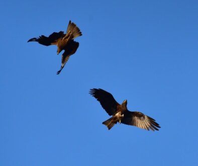 Husaria - najpiękniejsza i najskuteczniejsza kawaleria świata