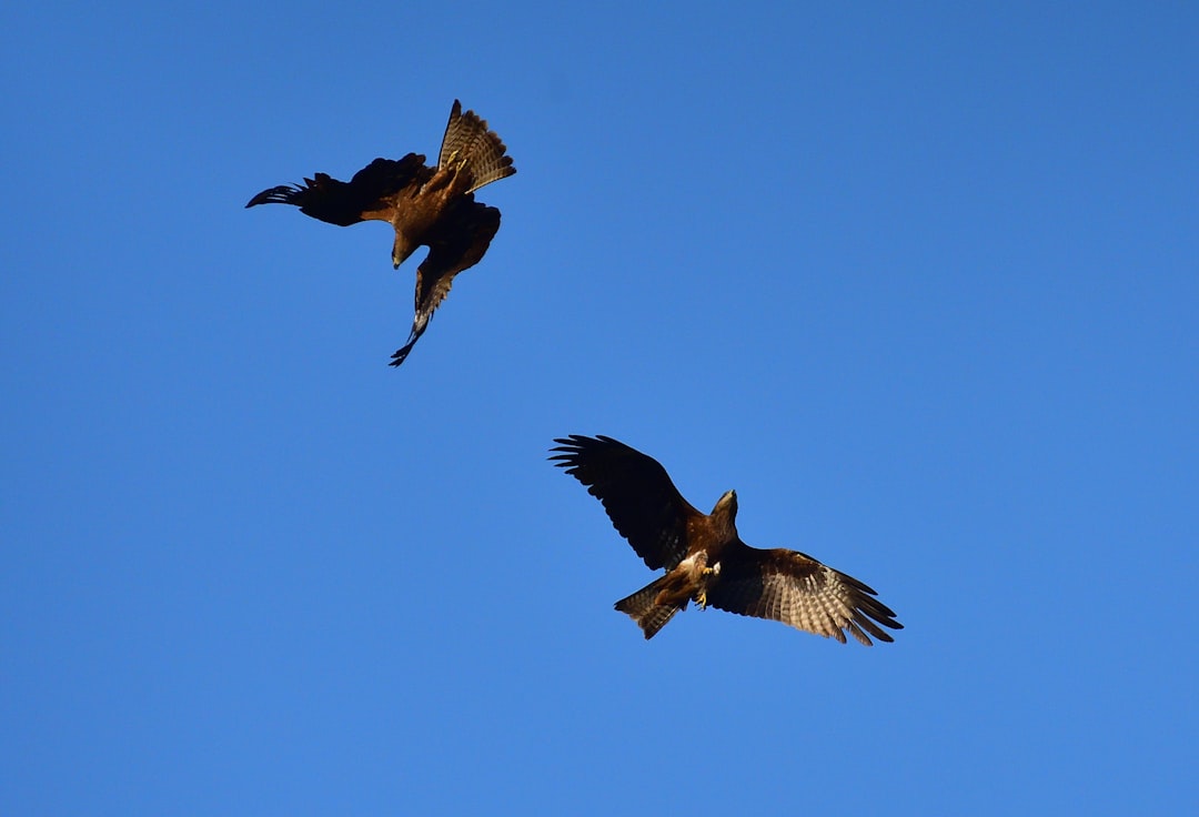 Husaria - najpiękniejsza i najskuteczniejsza kawaleria świata