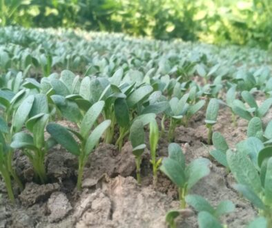 Zostań historykiem - jak interpretować źródła historyczne i tworzyć wartościowe teksty